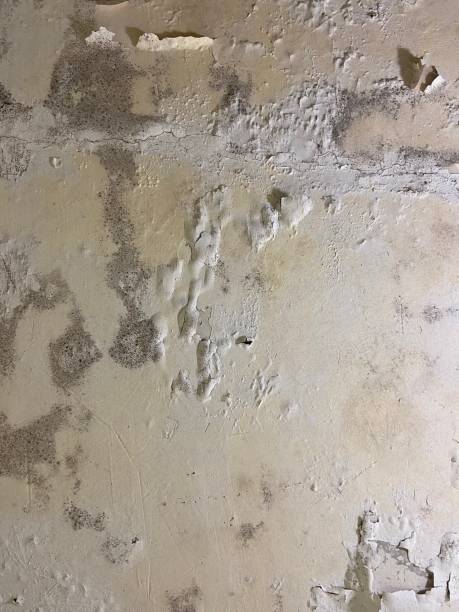 Best Same-Day Mold Removal  in Fort Stewart, GA