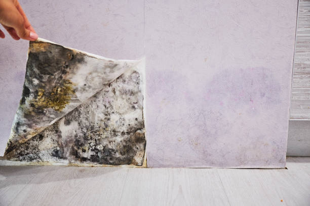 Best Residential Mold Removal  in Fort Stewart, GA